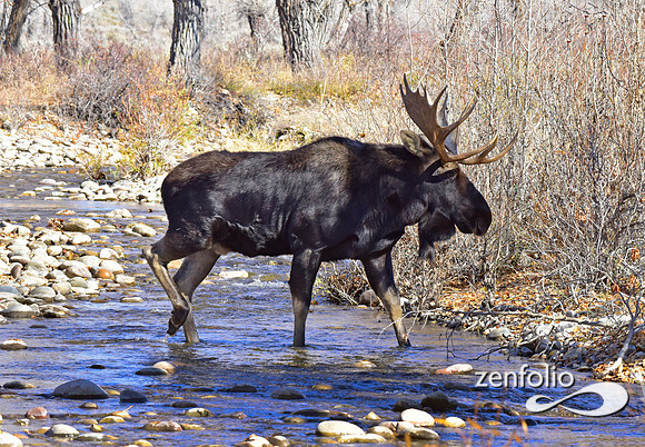 teton national park moose (373)