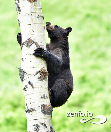 black bear climbing an aspen tree (1)