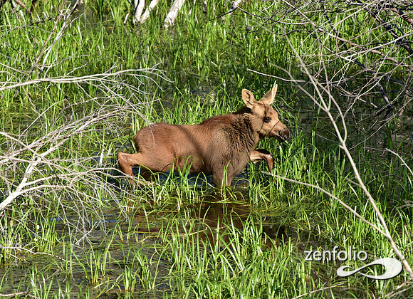 moose calf (7)
