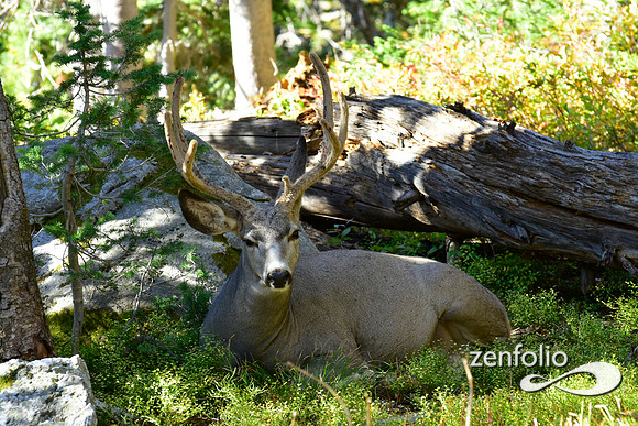 mule deer buck in velvet (7)