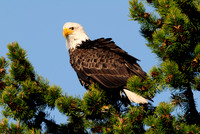 bald eagle sittting.