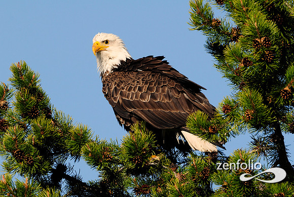 bald eagle sittting.