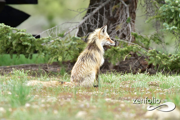 mother fox with her 6 kits (28)