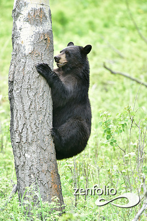 black bear climbing an aspen tree (5)
