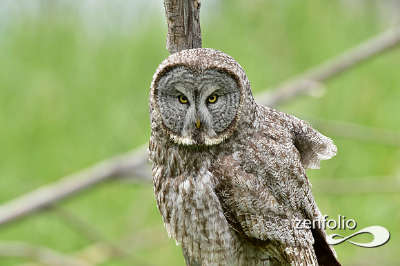 great grey owl (5)