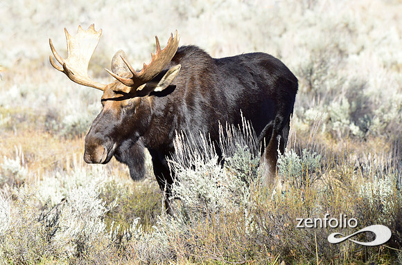 teton national park moose (40)