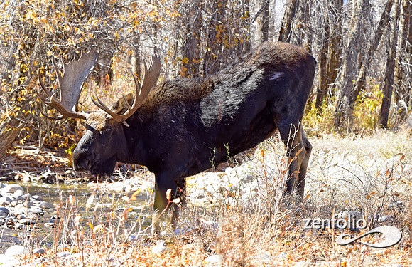 teton national park moose (266)