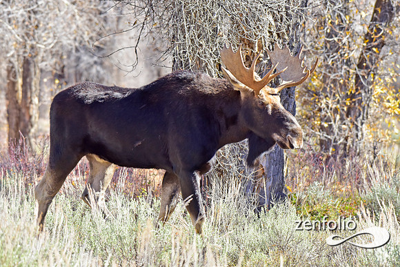 teton national park moose (76)