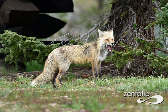 mother fox with her 6 kits (35)