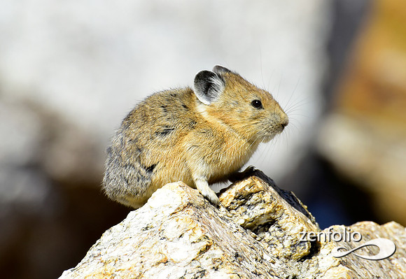 pika (1)