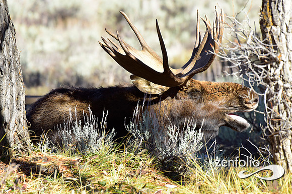 teton national park moose (54)
