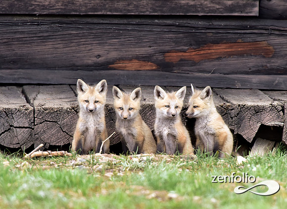 mother fox with her 6 kits (8)