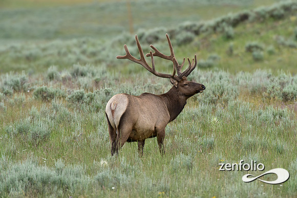 bull elk (1)