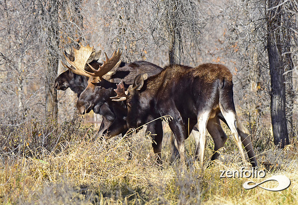 teton national park moose (131)