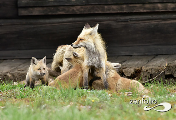 mother fox with her 6 kits (19)