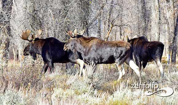 teton national park moose (117)
