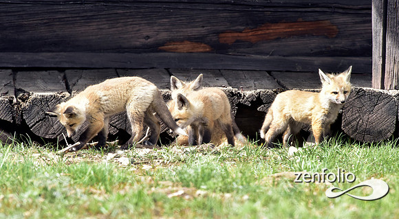 mother fox with her 6 kits (39)