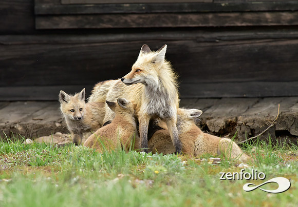mother fox with her 6 kits (18)