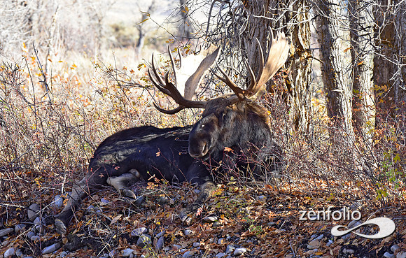 teton national park moose (402)