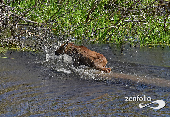 moose calf (3)