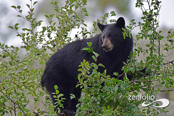 _TED2996
