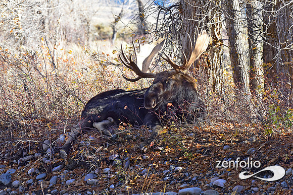 teton national park moose (401)