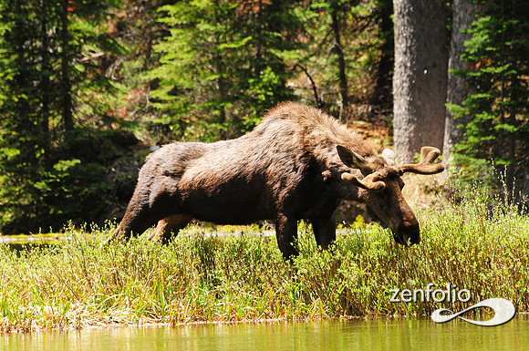 bull moose,june 2012.