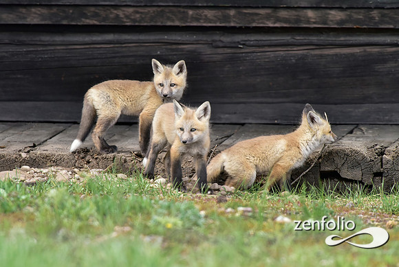 mother fox with her 6 kits (32)