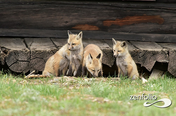 mother fox with her 6 kits (9)