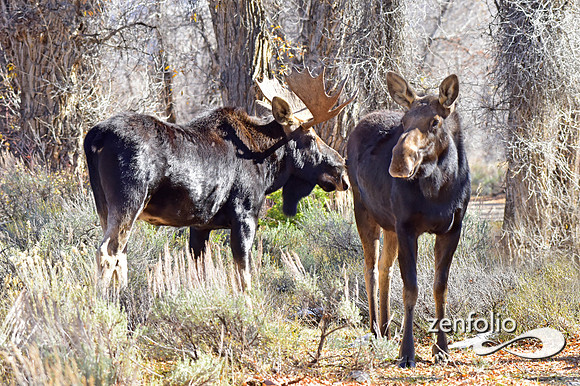 teton national park moose (107)