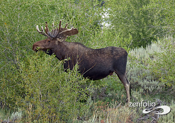 bull moose (18)