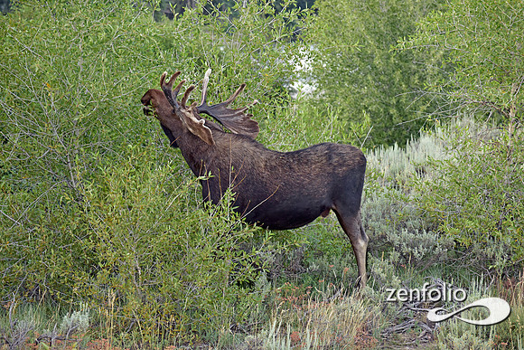 bull moose (15)