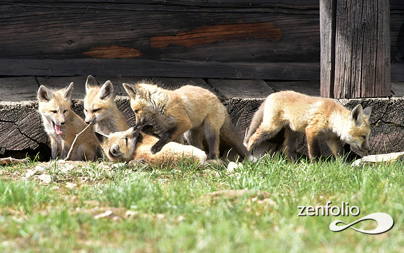 mother fox with her 6 kits (6)