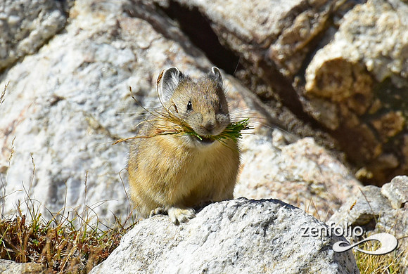 pika (3)