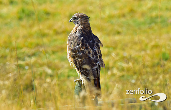 red tail hawk (4)