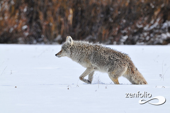 coyote in the snow.