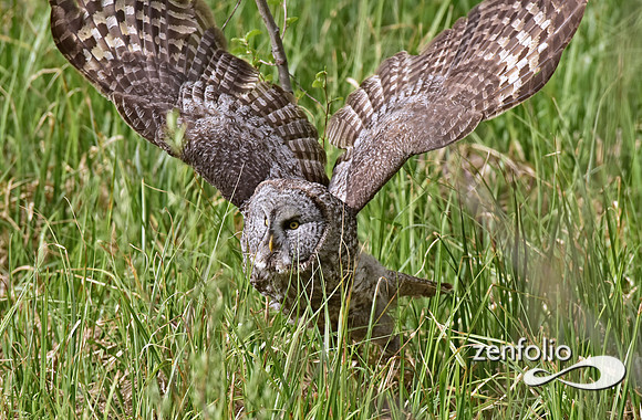great grey owl (2)