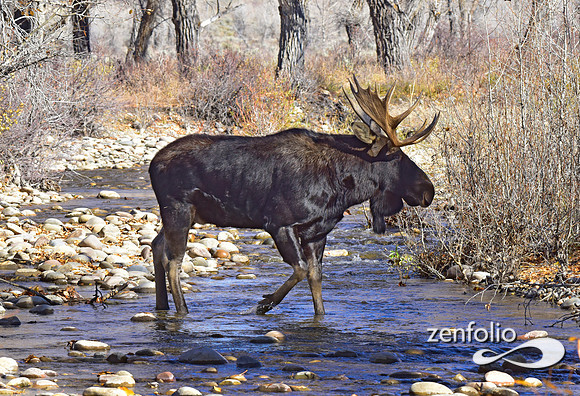 teton national park moose (367)