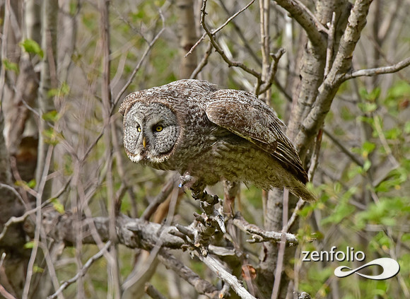 great grey owl (17)