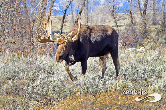 teton national park moose (22)