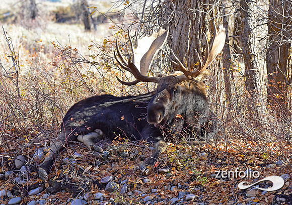 teton national park moose (392)
