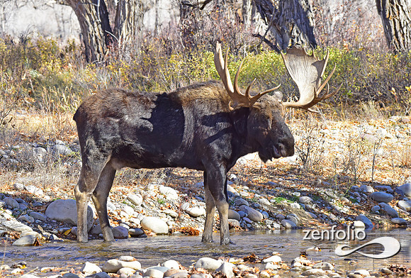 teton national park moose (381)