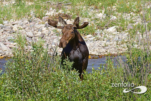 bull moose in velvet (4)