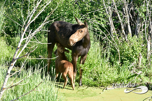 moose with calf in the tetons (23)
