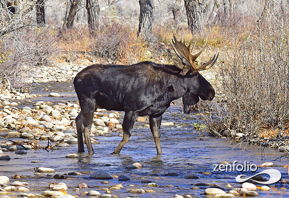 teton national park moose (366)
