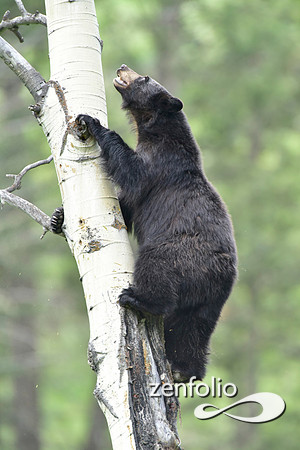 black bear climbing an aspen tree (9)