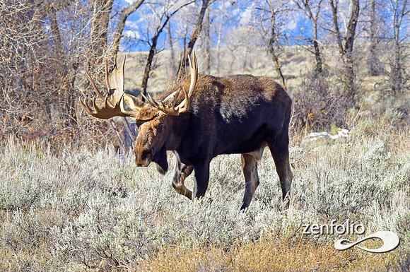 teton national park moose (21)