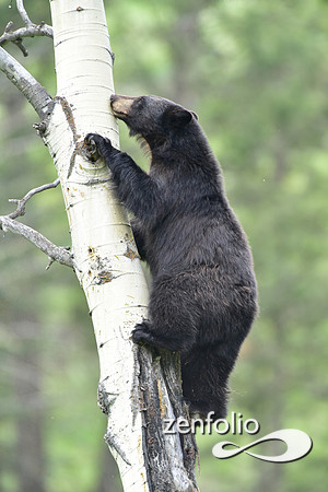 black bear climbing an aspen tree (8)
