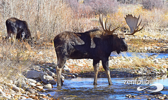 teton national park moose (333)