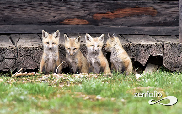 mother fox with her 6 kits (7)